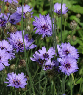 Catananche caerulea 'Blue'